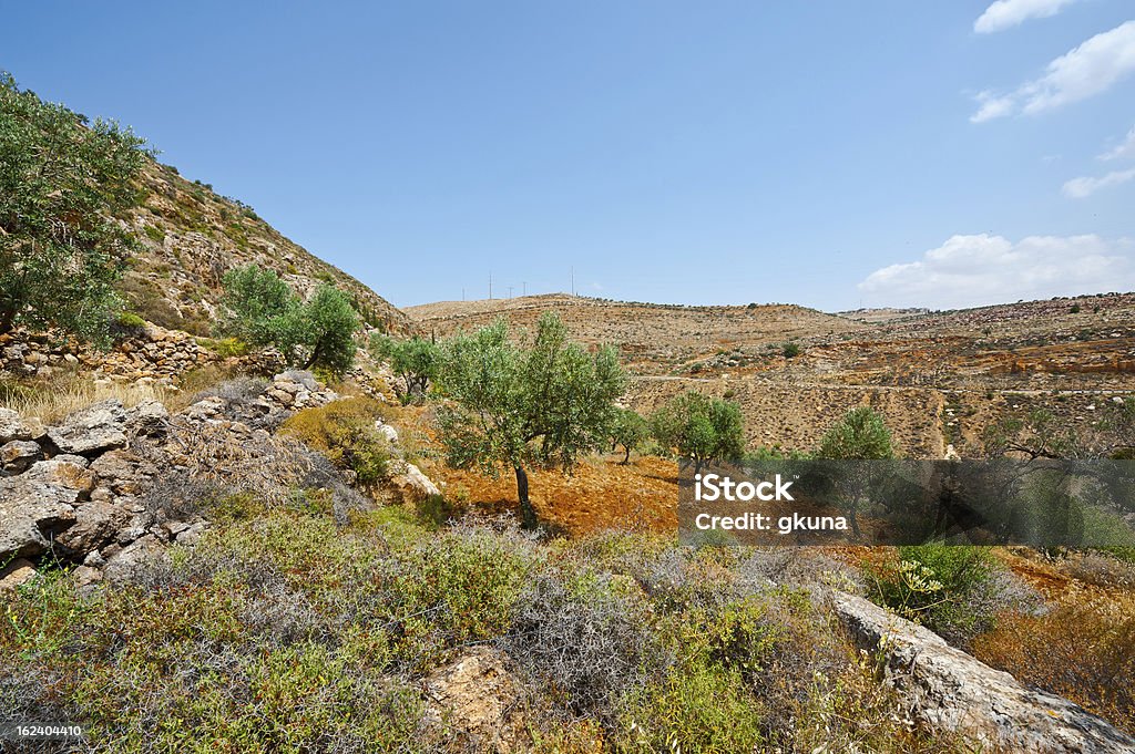 Olivenhain - Lizenzfrei Agrarbetrieb Stock-Foto