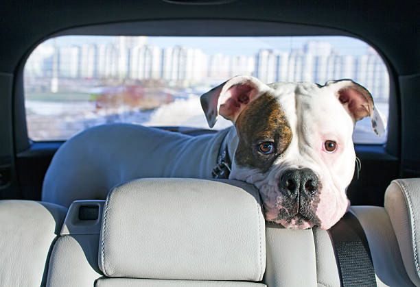 istock American bulldog travelling by car 162404515
