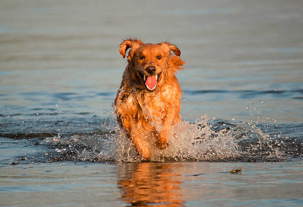 istock Golden Retriever Running in Water 162406249