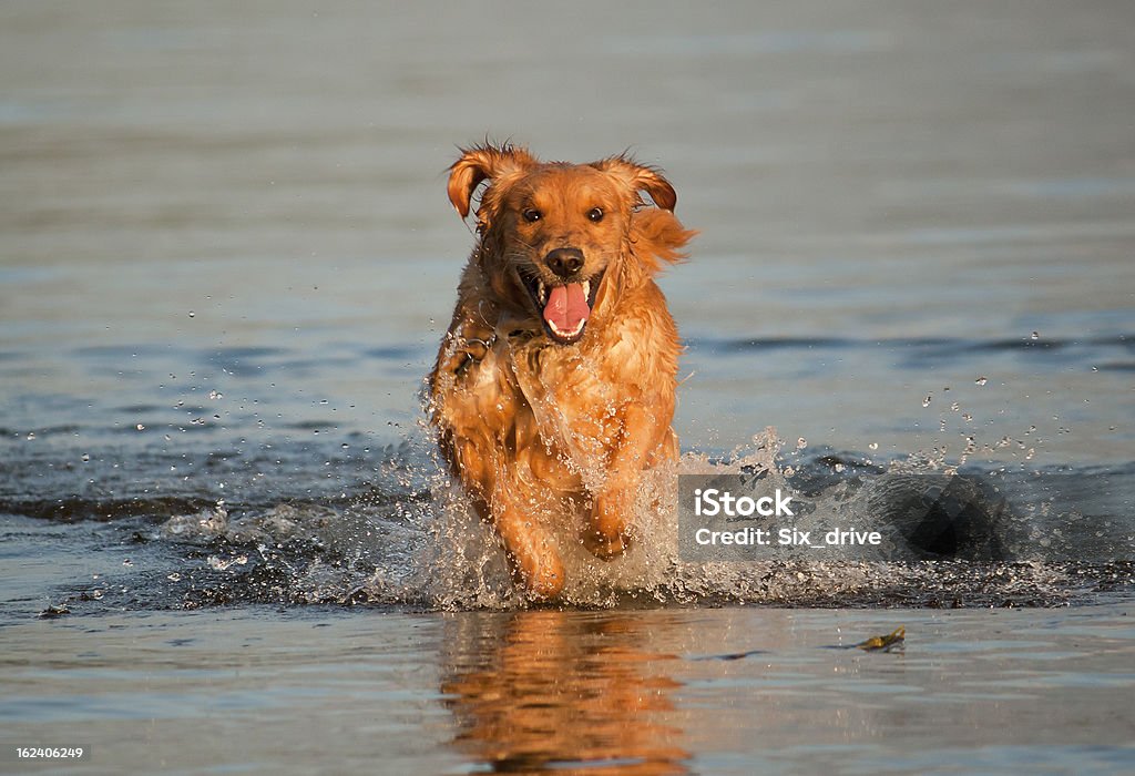 Golden Retriever correr em água - Royalty-free Animal Foto de stock