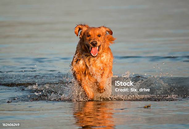 Golden Retriever Correr Em Água - Fotografias de stock e mais imagens de Animal - Animal, Animal Doméstico, Animal de Estimação