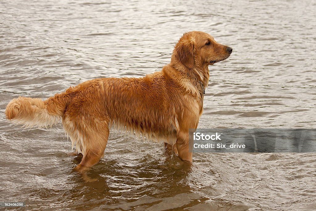 Golden Retriever debout dans l'eau - Photo de Animal femelle libre de droits