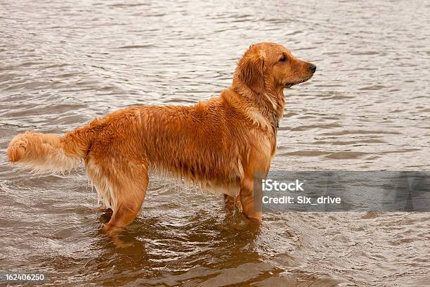 Photo libre de droit de Golden Retriever Debout Dans Leau banque d'images et plus d'images libres de droit de Animal femelle - Animal femelle, Animal vertébré, Animaux de compagnie