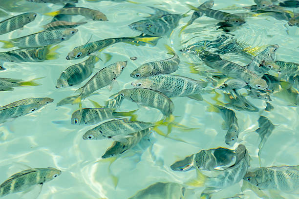 美しいサージェント-主要な魚の透き通った水 - sea life andaman sea thailand damselfish ストックフォトと画像