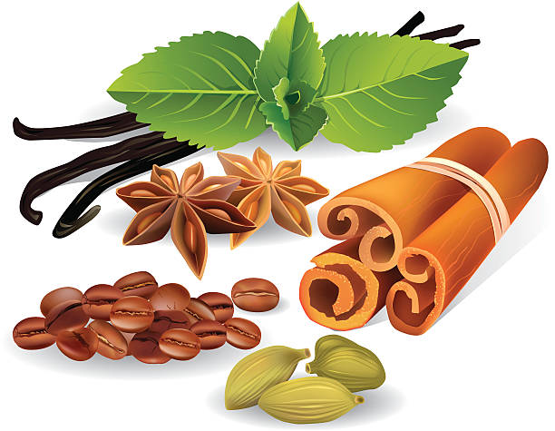 illustrazioni stock, clip art, cartoni animati e icone di tendenza di spezie e i sapori naturali - cardamom coffee bean star anise mint