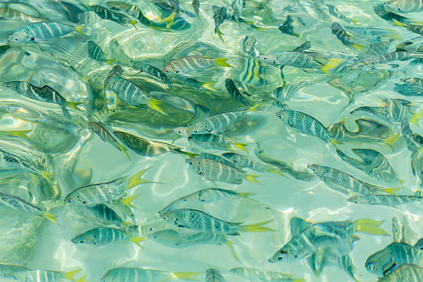 美しいサージェント-主要な魚の透き通った水 - sea life andaman sea thailand damselfish ストックフォトと画像