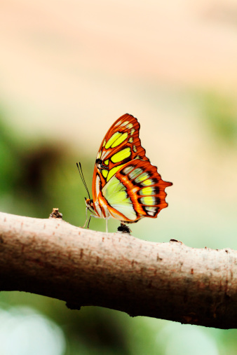 Rojo mariposa alas de encaje (lat.  Cethosia biblis) photo