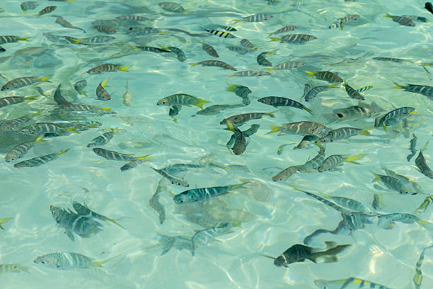 美しいサージェント-主要な魚の透き通った水 - sea life andaman sea thailand damselfish ストックフォトと画像