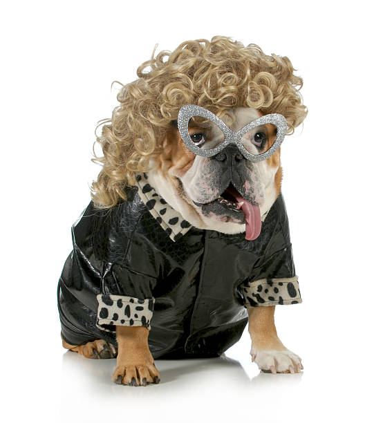 female dog female dog - english bulldog wearing blonde wig and black leather coat isolated on white background ugly dog stock pictures, royalty-free photos & images