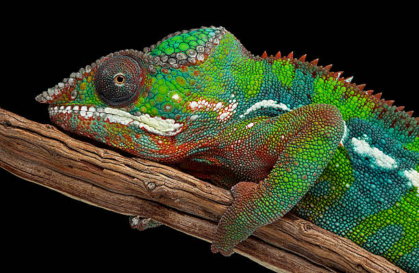 istock Portrait of a panther chameleon 162407392