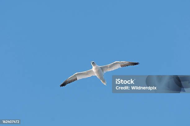 Photo libre de droit de Seabird De Lutte Sur Locéan banque d'images et plus d'images libres de droit de Animaux à l'état sauvage - Animaux à l'état sauvage, Beauté de la nature, Chasser