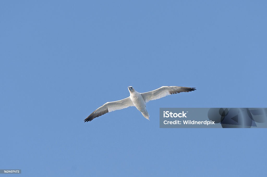 Seabird na luta sobre o oceano - Royalty-free Alcatraz comum Foto de stock