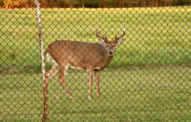 istock A deer in a residential area. 1624075714