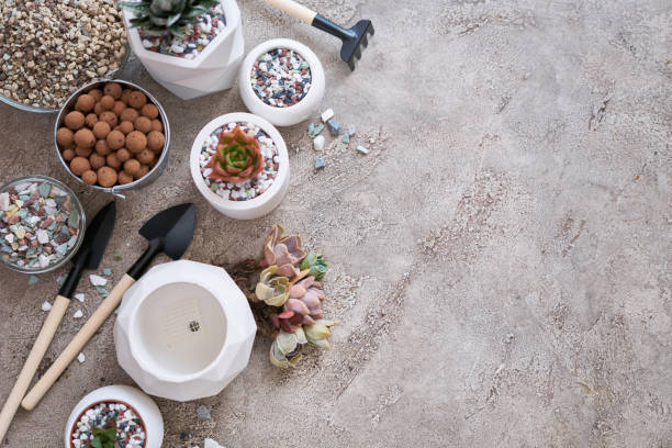 Group of Echeveria and Pachyveria opalina Succulent rooted cutting Plants on concrete table ready for planting Group of Echeveria and Pachyveria opalina Succulent rooted cutting Plants on concrete table ready for planting. rooted cutting stock pictures, royalty-free photos & images