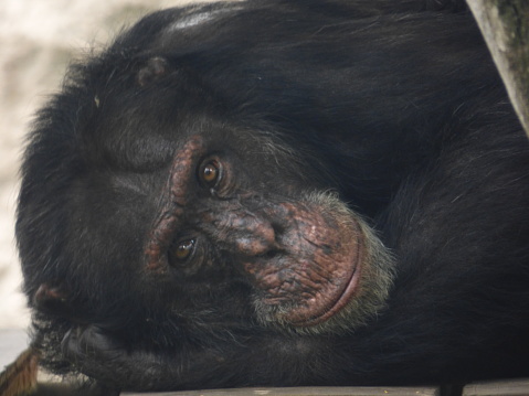 A beautiful chimpanzee , of the ukumari zoo in Pereira, Colombia