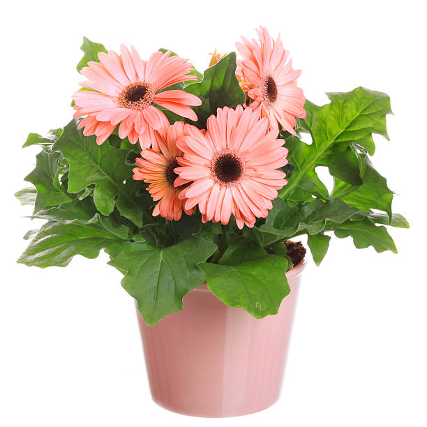 Gerber's flowers in a flowerpot stock photo