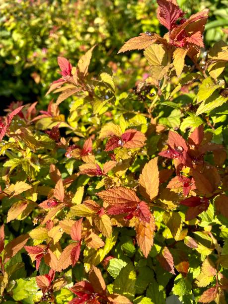 istock Red and green Spirea leaves 1624096911