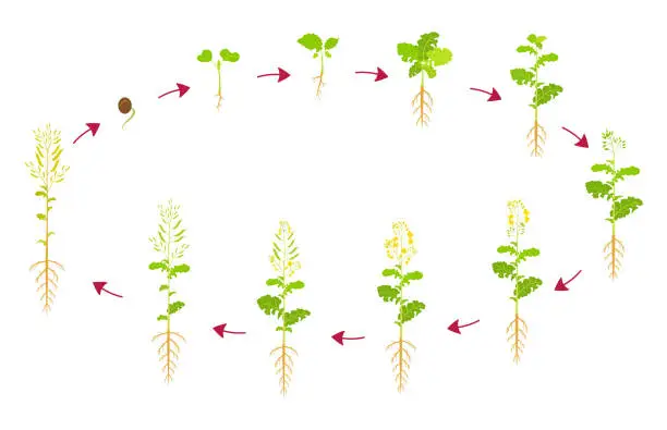 Vector illustration of Canola growth cycle. Development phases of rapeseed are from seed to harvest. Growing oilseed crops.