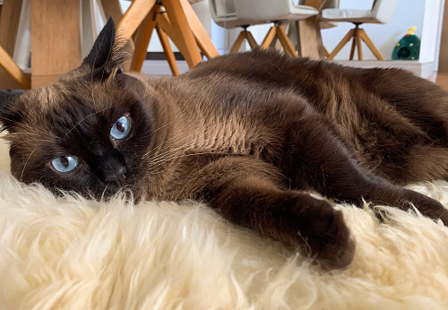 A siamese cat resting on a rug