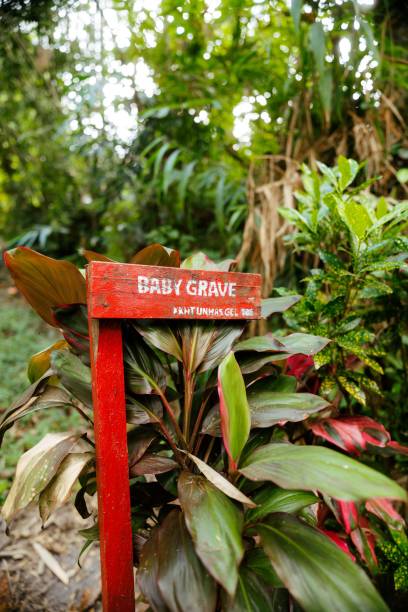 istock Baby Grave Tree at Heritage Site Bori' Kalimbuang Toraja 1624117469