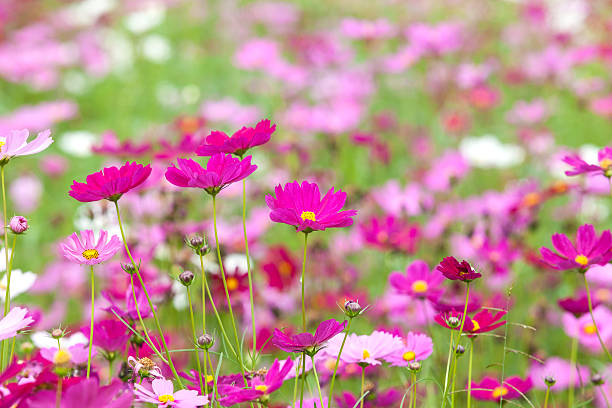 istock beautiful flowers in the meadow 162411835