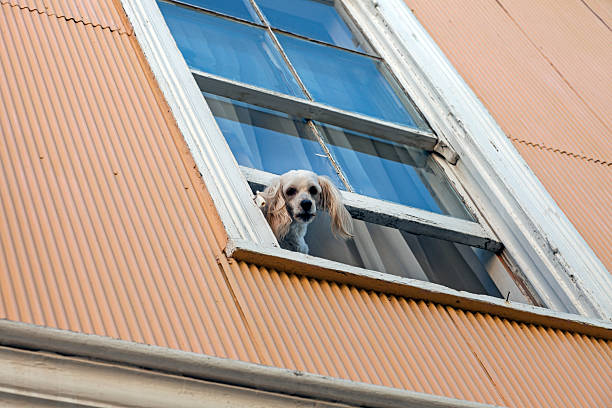 istock Dog in the window 162412114