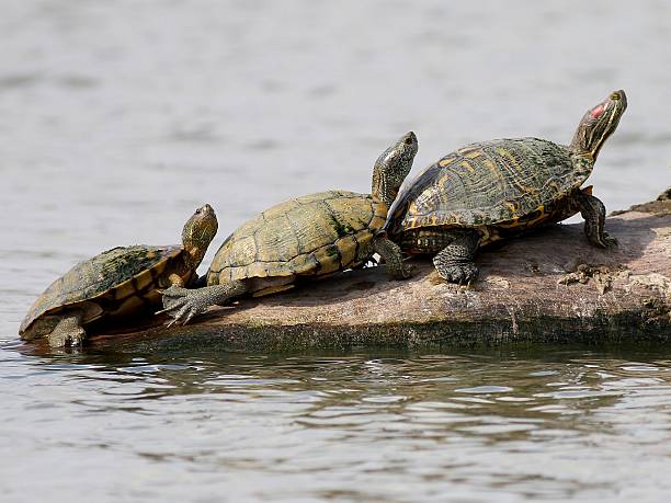 istock Trio of Turtles in Texas 162412454