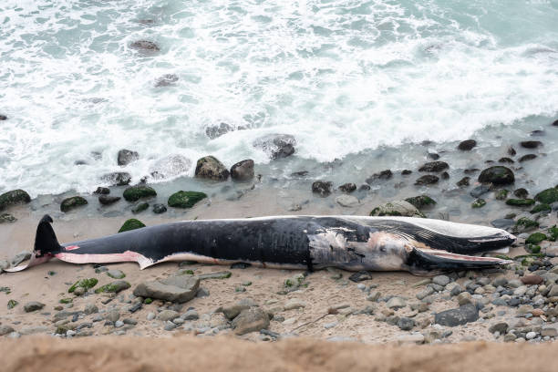 istock beached whale coast Peru. Punta Hermosa beach 1624128591