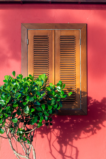 Closed vintage wooden window with tree on a red colored exterior wall. The window is made of raw wood with varnish. There is a small green bush in front of the house.