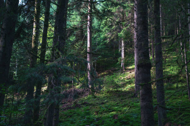 istock View of trees and plants on hill at Black Forest 1624138237