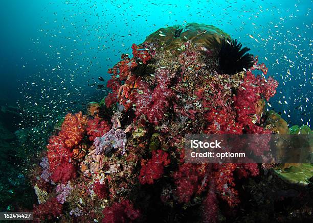 Foto de Coral Suave E Rock e mais fotos de stock de Animal selvagem - Animal selvagem, Azul Turquesa, Colorido