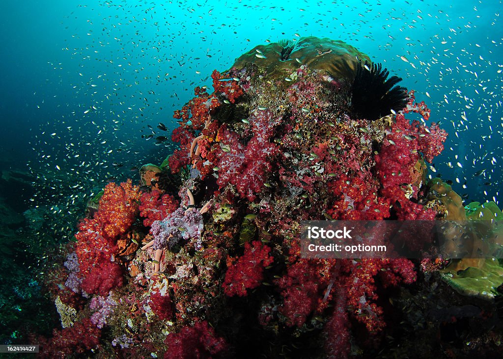 Мягкий коралл и Рок - Стоковые фото Без людей роялти-фри
