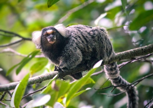 Primate. Mammal. Wild lives in the from Atlantic forest. Small animal.