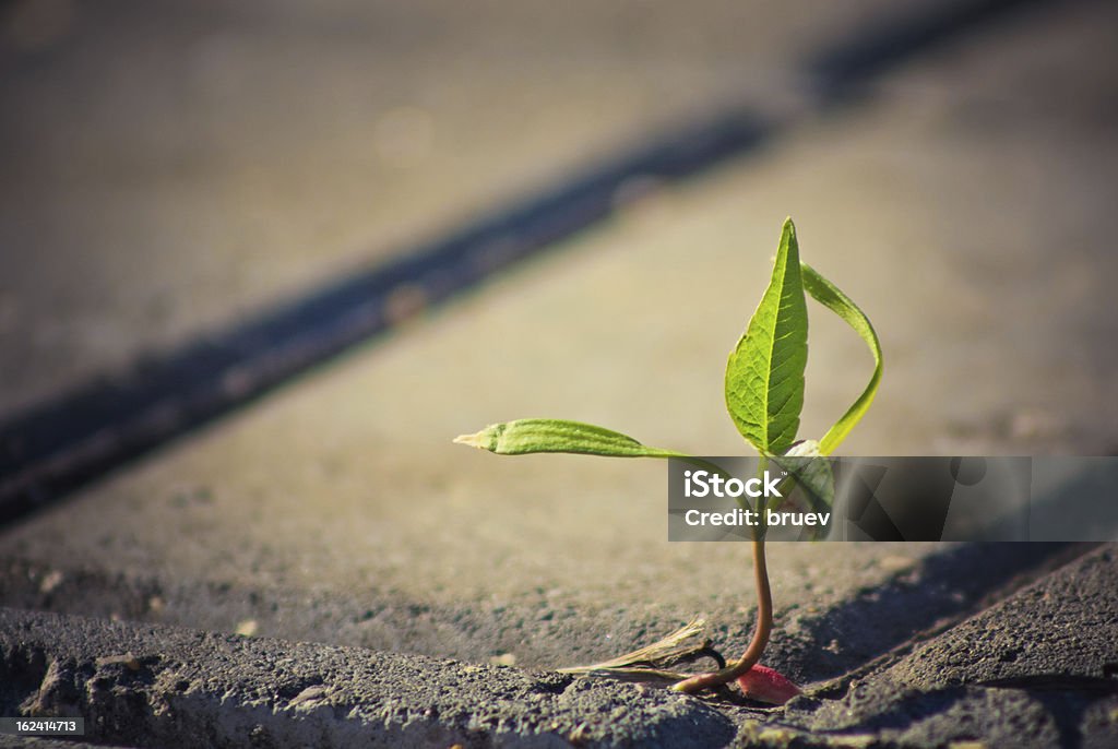 tree growing through crack in pavement Young sprout makes the way through road tiles Asphalt Stock Photo