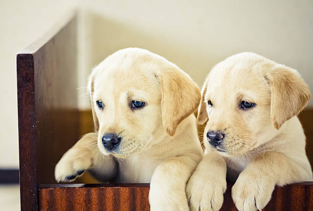 istock Two Labrador Retriever Puppy 162414715