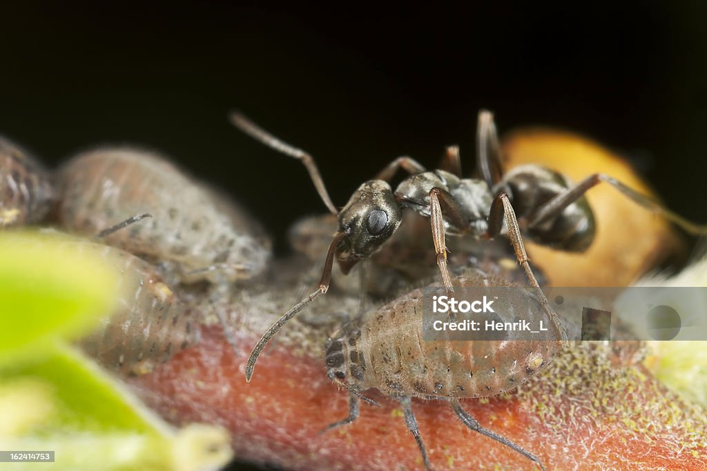 블랙 ants (Lasius niger) 수확 on aphids - 로열티 프리 가까운 스톡 사진