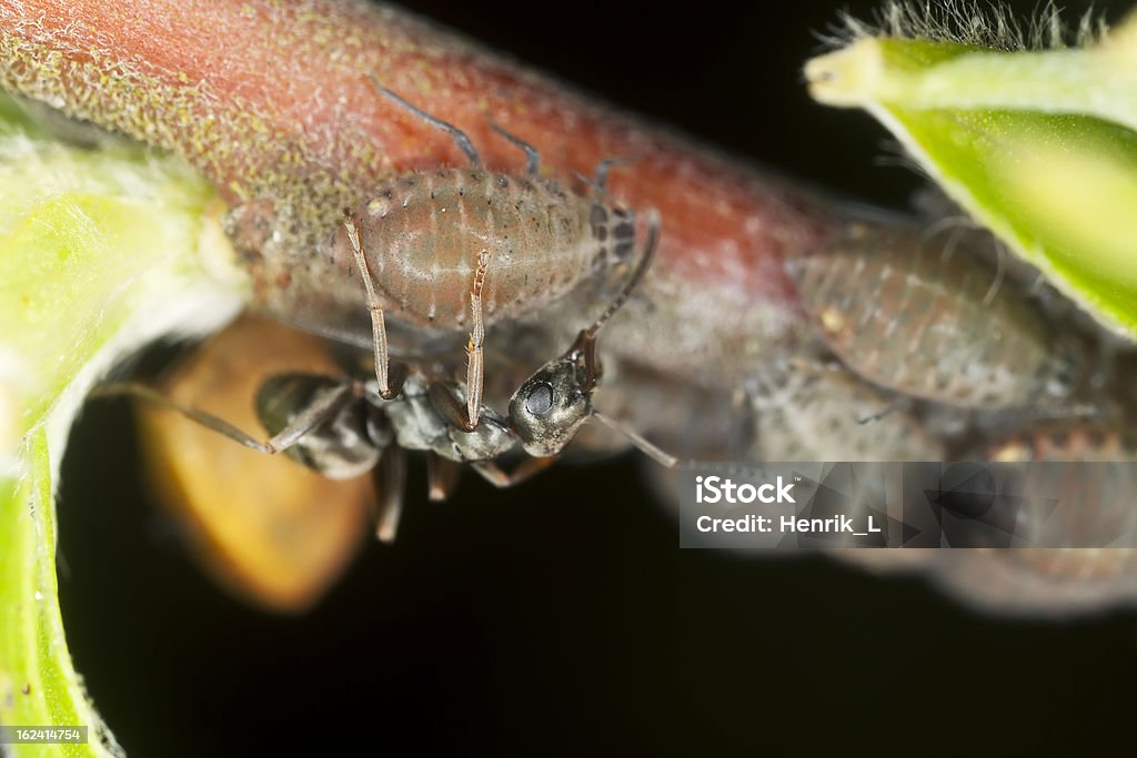 Preto formigas (Lasius Níger) colher em aphids, Extremo close-up - Royalty-free Afídeo Foto de stock