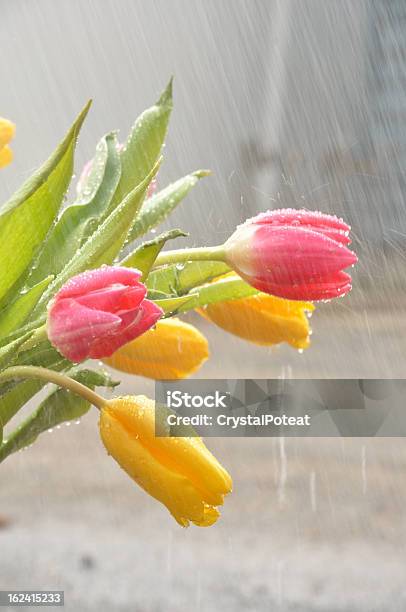 Frühling Blumen Im Regen Stockfoto und mehr Bilder von Bildkomposition und Technik - Bildkomposition und Technik, Blume, Blumenbeet