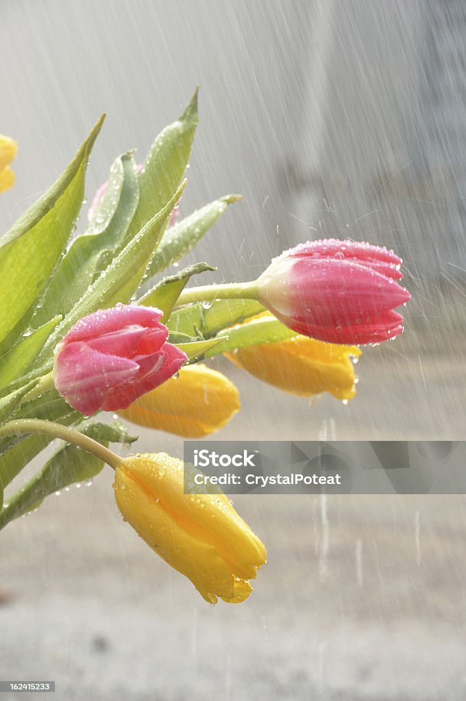 春の雨花 - しずくのロイヤリティフリーストックフォト