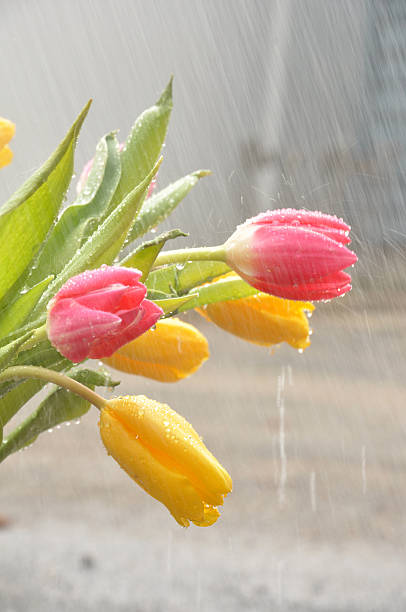 Spring Flowers in Rain Yellow and Pink Tulips Soaking up the Rain april showers may flowers stock pictures, royalty-free photos & images