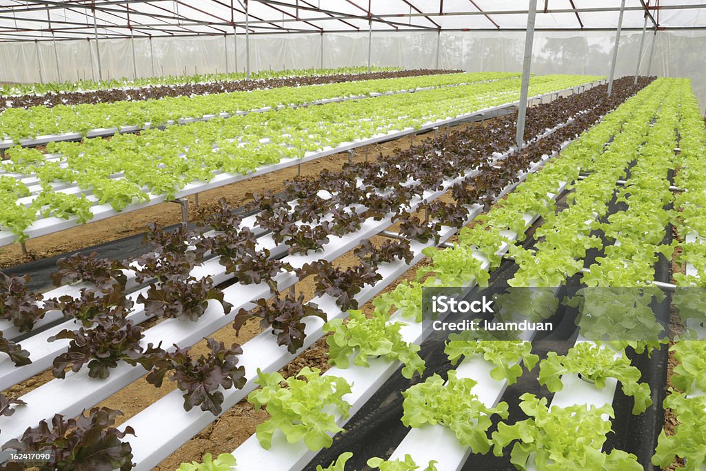 Hydrokultur Gemüse - Lizenzfrei Agrarbetrieb Stock-Foto