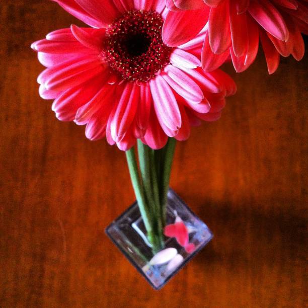 Top View of Gerbera Daisies in a Vase stock photo