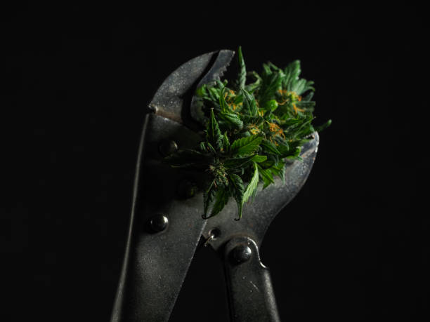 istock Cannabis buds in a pipe wrench on a gray background. 1624198264