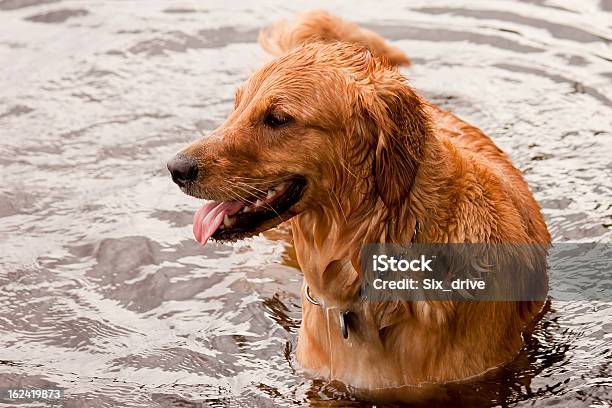 Wet Golden Retriever Stockfoto und mehr Bilder von Aufregung - Aufregung, Blondes Haar, Domestizierte Tiere