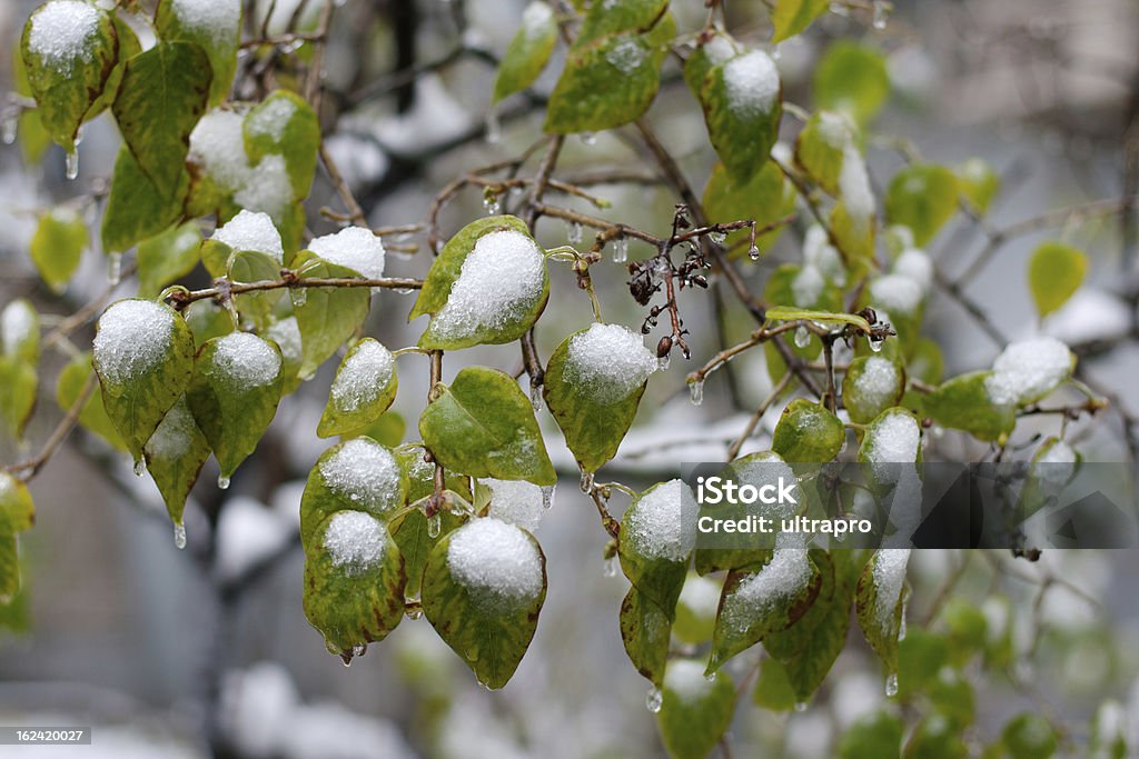 La première neige. Frozen feuilles - Photo de Arbre libre de droits