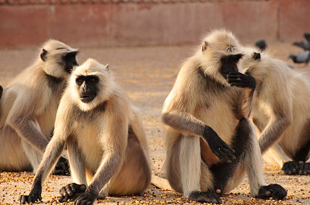 istock Langur,Amber fort,Jaipur,Rajasthan,India. 162420522
