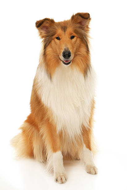 Beautifully groomed collie sitting Rough Collie dog on a white background collie stock pictures, royalty-free photos & images