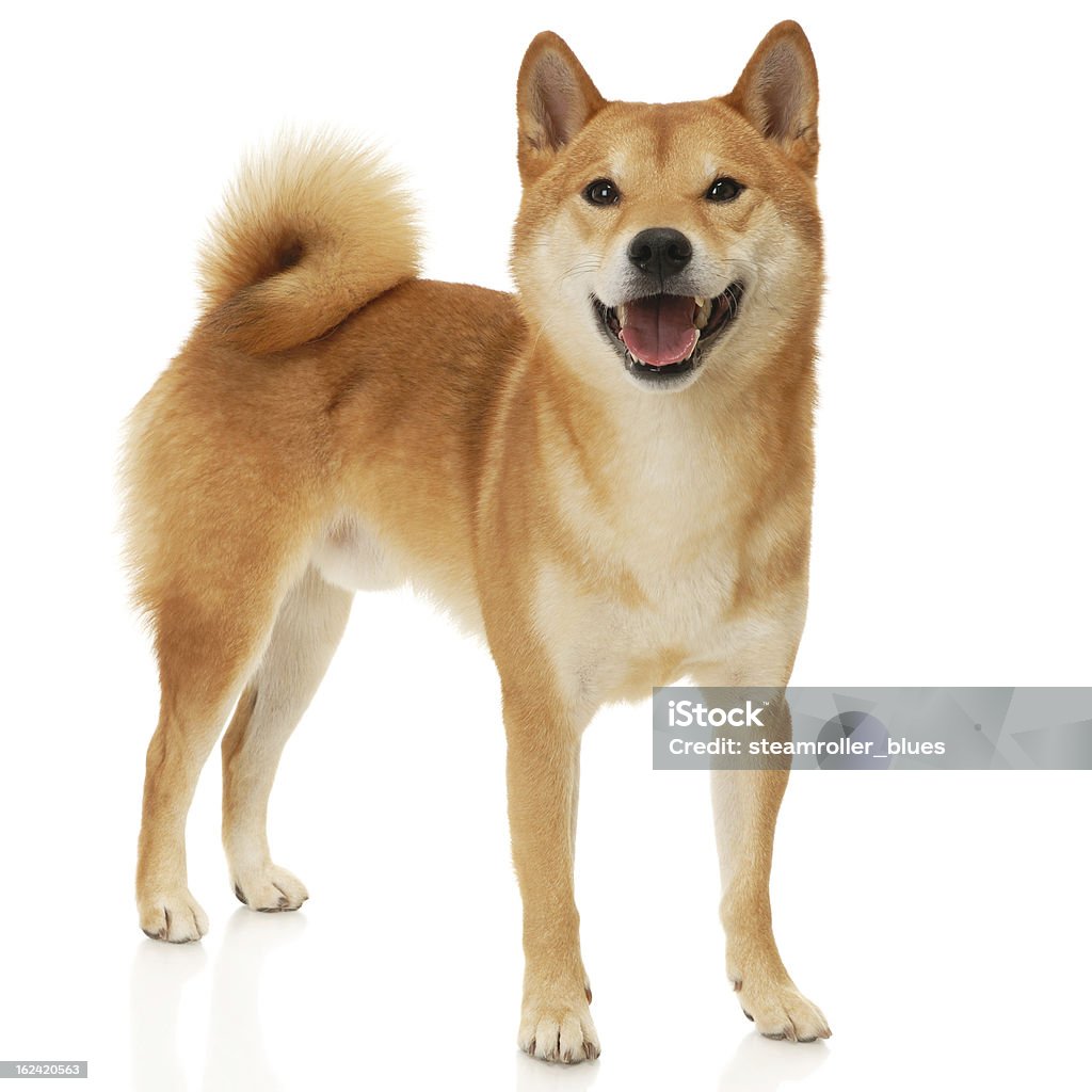 Shiba-Inu chien - Photo de Shiba-Inu libre de droits