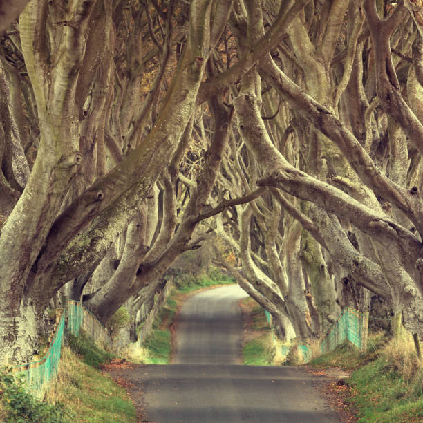 istock treelined country road 162420618