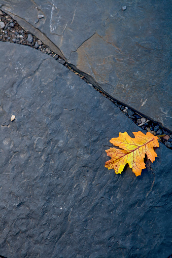 autumnal colored leaf lying on cobblestones